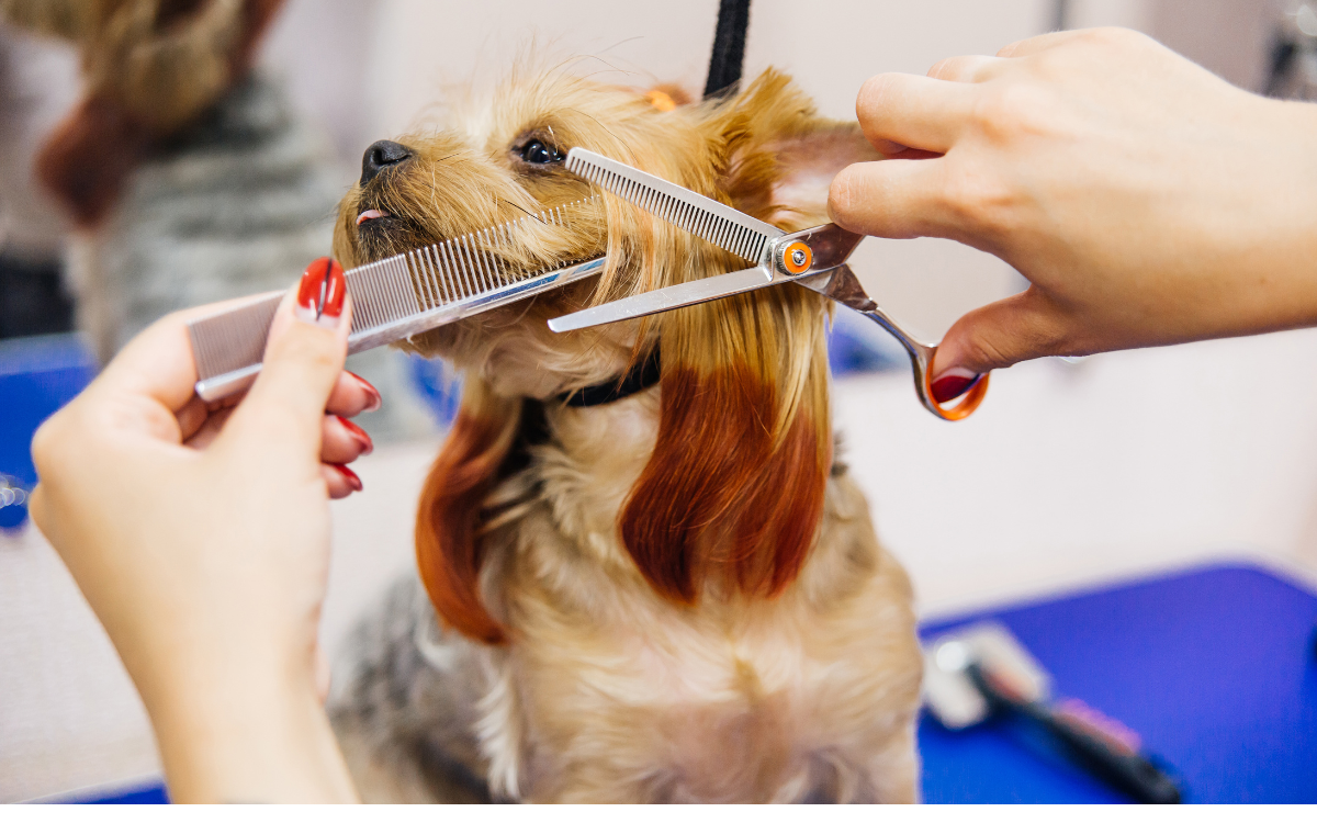 Brushing and Grooming Your Dog