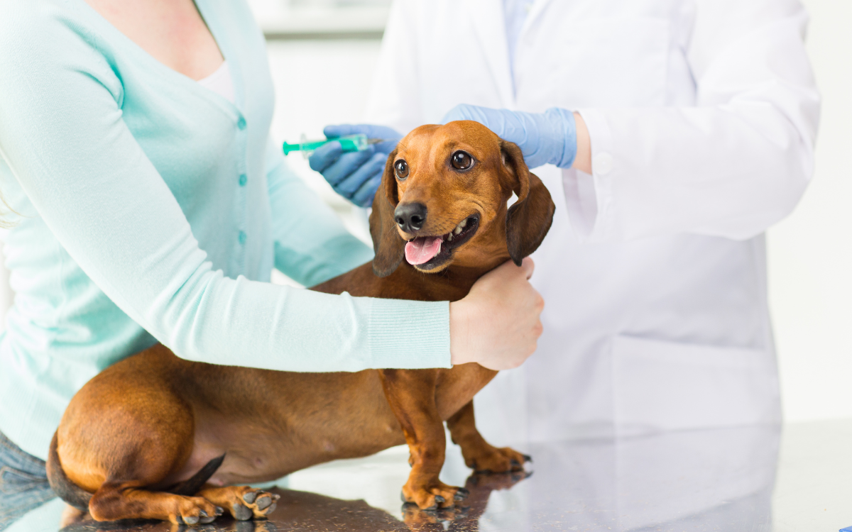 Common Medical Issues for dog