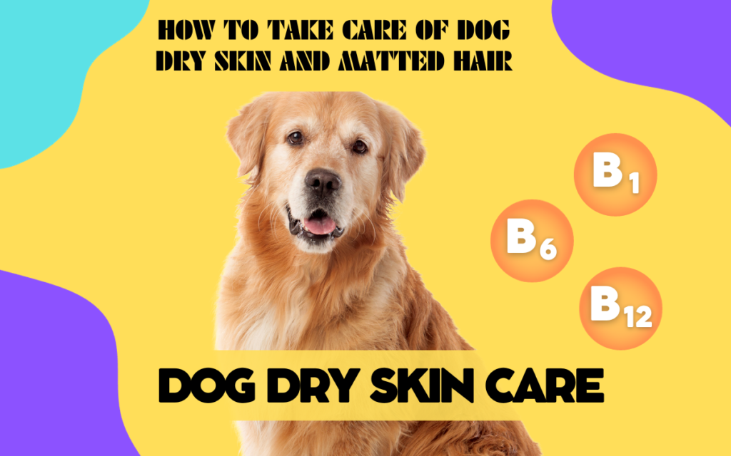 How to Take Care of Dog Dry Skin and Matted Hair