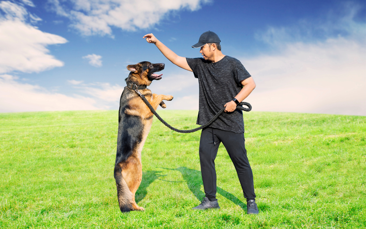 Outdoor Activities and Exercise for dog