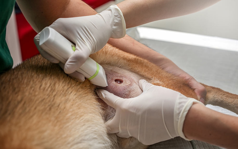 What Types of Wounds Cause Gaping Holes in Skin Pet Care?